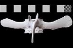 Bowhead Whale (Lumbar Vertebrae 7 (Axial) - Dorsal)