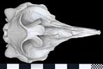 Cuvier's Beaked Whale [English] (Cranium (Axial) - Dorsal)