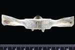 Dall's Porpoise [English] (Thoracic Vertebrae 15 (Axial) - Ventral)