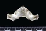 Dall's Porpoise [English] (Thoracic Vertebrae 7 (Axial) - Ventral)