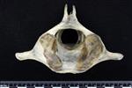 Dall's Porpoise [English] (Cervical Vertebrae 1 - Atlas (Axial) - Cranial)