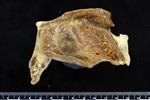 Beluga [English] (Cervical Vertebrae 1 - Atlas (Miscellaneous) - Left)