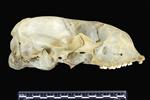 Bearded Seal (Cranium (Miscellaneous) - Right)