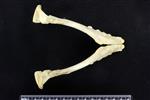 Bearded Seal (Mandible Right (Miscellaneous) - Ventral)