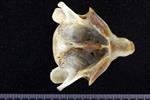Bearded Seal (Cervical Vertebrae 2 - Axis (Axial) - Ventral)