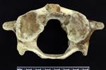 beluga (Cervical Vertebrae 1 - Atlas (Miscellaneous) - Caudal)