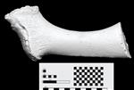 Bowhead Whale (Ulna (Left) - Lateral)
