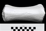 Bowhead Whale (Metacarpal 3 (Left) - Posterior)
