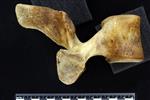 Beluga [English] (Thoracic Vertebrae 4 (Axial) - Left)