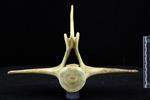 beluga (Lumbar Vertebrae 1 (Axial) - Cranial)
