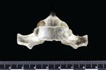 Dall's Porpoise [English] (Thoracic Vertebrae 6 (Axial) - Ventral)