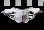 Bowhead Whale (Cervical Vertebrae 4 (Axial) - Dorsal)
