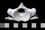 Bowhead Whale (Cervical Vertebrae 6 (Axial) - Cranial)
