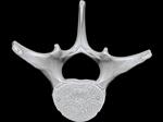 Bowhead Whale (Thoracic Vertebrae 8 (Axial) - Cranial)