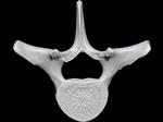 Bowhead Whale (Thoracic Vertebrae 7 (Axial) - Cranial)