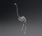 Ostrich (Skeleton (Axial) - Cranial)