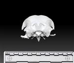 Bald Eagle (Cranium (Axial) - Caudal)