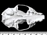 American Marten (Cranium (Axial) - Ventral)