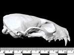 American Marten (Cranium (Axial) - Right)