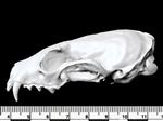 American Marten (Cranium (Axial) - Left)