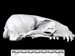 California Sea Lion (Cranium (Axial) - Right)