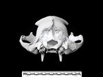 American Black Bear (Cranium (Axial) - Caudal)