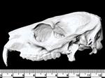 Cape Hyrax (Cranium (Axial) - Left)