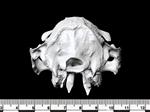 Cape Hyrax (Cranium (Axial) - Caudal)