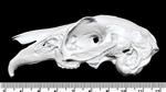 Black Tailed Jackrabbit Male (Cranium (Axial) - Left)