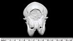 Cyclops Sheep (Cranium (Axial) - Cranial)