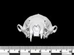 American Mink (Cranium (Axial) - Cranial)
