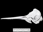 Dolphin (Cranium (Axial) - Left)