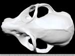 Bushbaby (Cranium (Axial) - Dorsal)