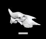 Bison (Cranium (Axial) - Right)