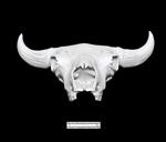 Bison (Cranium (Axial) - Cranial)