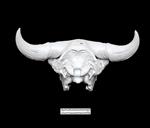 Bison (Cranium (Axial) - Caudal)