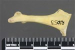 Common Goldeneye (Coracoid (Left) - Anterior)