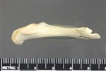 Arctic Loon (Coracoid (Left) - Lateral)