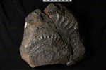 Helicoprion (IMNH 82001/29094 - Medial)