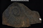 Helicoprion (IMNH 82001/30895 - Medial)