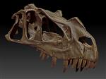 Ceratosaurus (Cranium (Axial) - Overview)