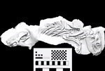 oreodont (Skeleton (Miscellaneous) - Lateral)