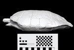 Tortoise (Skeleton (Axial) - Lateral)