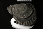 Helicoprion (IMNH-49528 - Medial)
