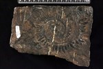 Helicoprion (IMNH 2393/348 - Medial)