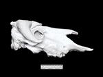 extinct musk ox (Cranium (Axial) - Right)