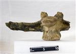 Giant Ice Age Bison (Lumbar Vertebrae 2 (Axial) - Ventral)