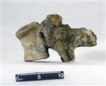 Giant Ice Age Bison (Lumbar Vertebrae 2 (Axial) - Left)