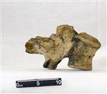 Giant Ice Age Bison (Lumbar Vertebrae 2 (Axial) - Right)