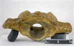 Giant Ice Age Bison (Cervical Vertebrae 1 - Atlas (Axial) - Caudal)